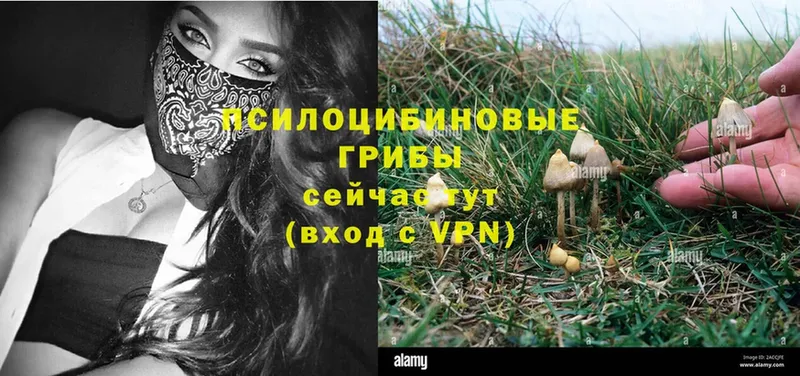 Галлюциногенные грибы Psilocybe  дарнет шоп  Грайворон 